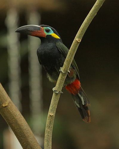 Guianan toucanet